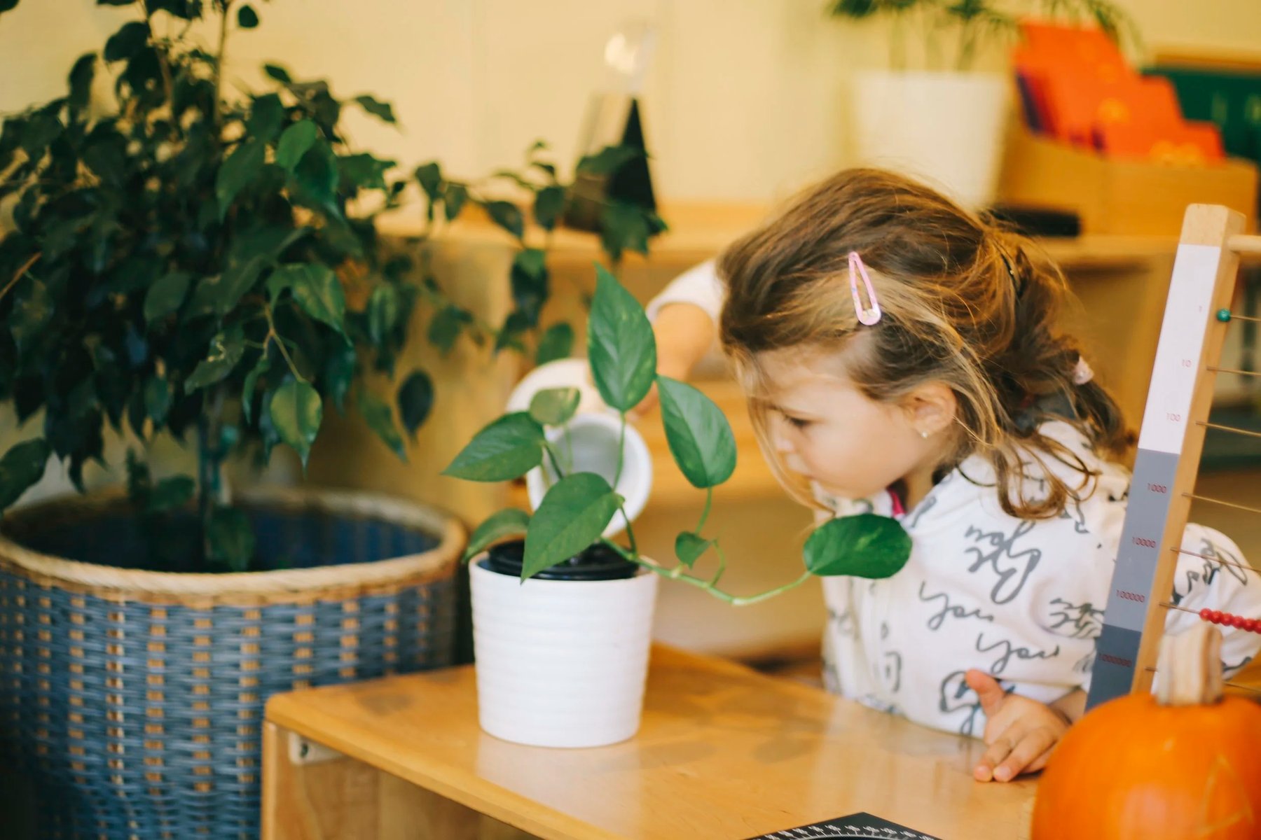 A girl carefully waters a small potted plant on a wooden classroom table using a miniature white watering can