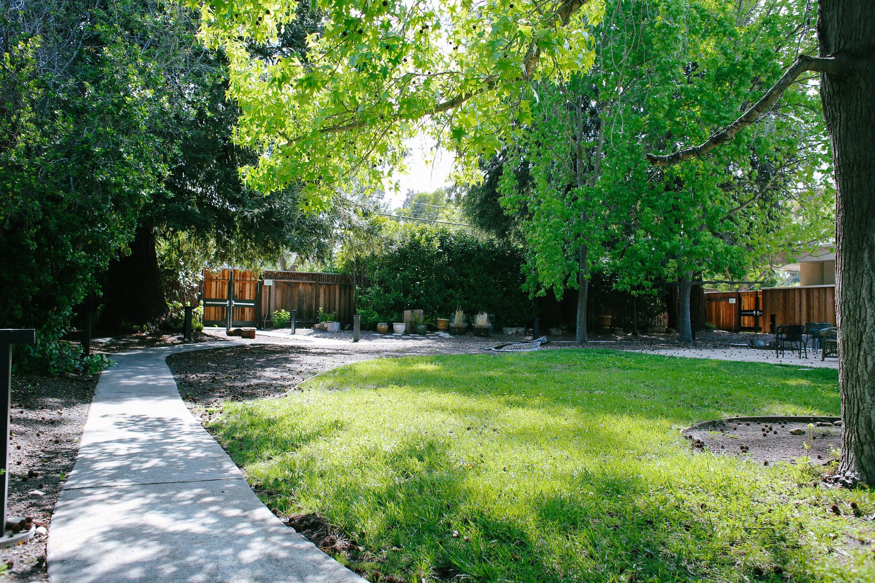 Curving concrete path crossing a shady fenced lawn beside a sturdy tree in a quiet enclosed outdoor garden
